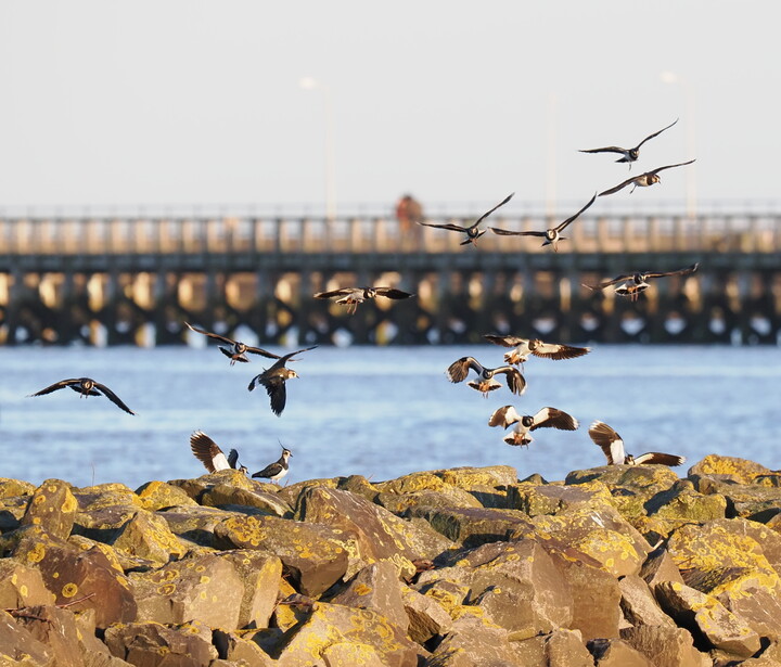 Flock of birds in flight above rocky shoreline with pier and water in background.