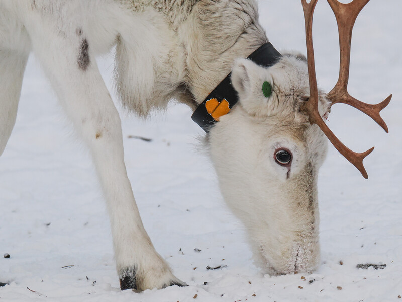 White reindeer lowering its head toward snow, wearing a colorful harness with yellow and black details.
