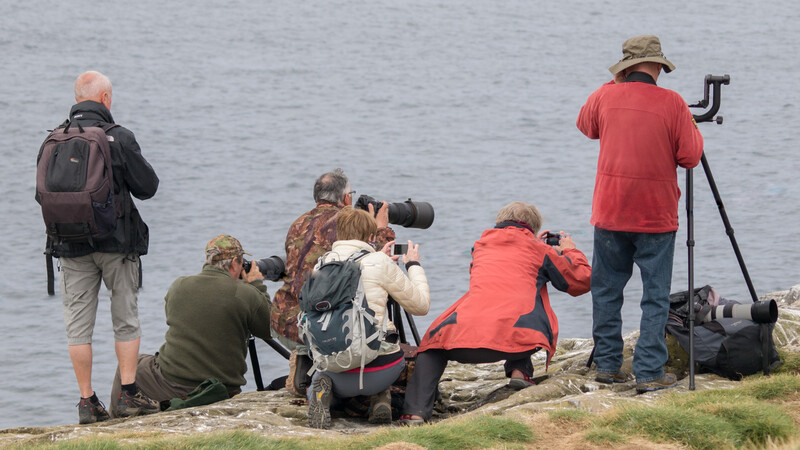 Group of photographers and birdwatchers positioned along a shoreline with telephoto lenses and tripods aimed at the water.