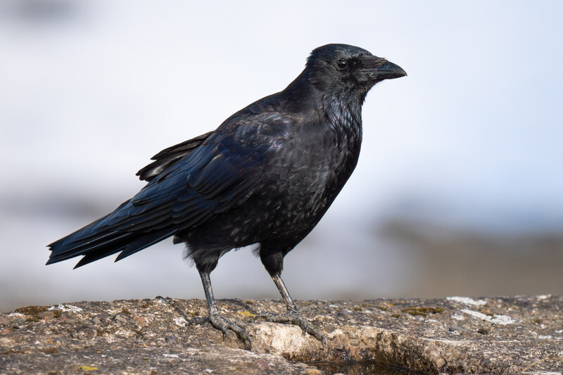 Black bird with iridescent blue-tinged wings perched on a light-colored rock surface.