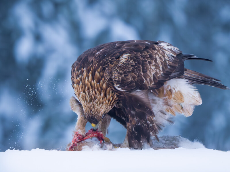 Bald eagle feeding on prey in snow with blurred winter forest background.