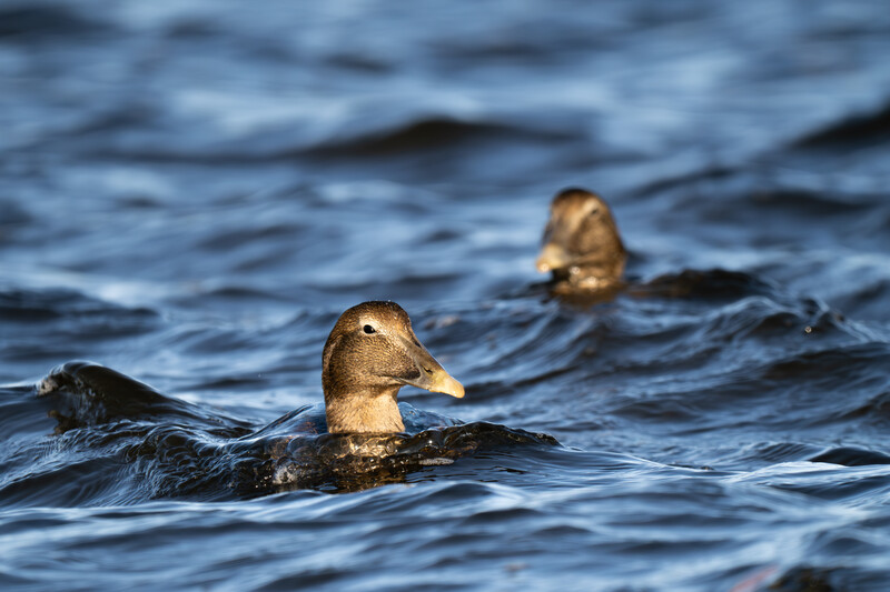 Two ducks swimming in rippling water with golden-hour backlighting highlighting their plumage.