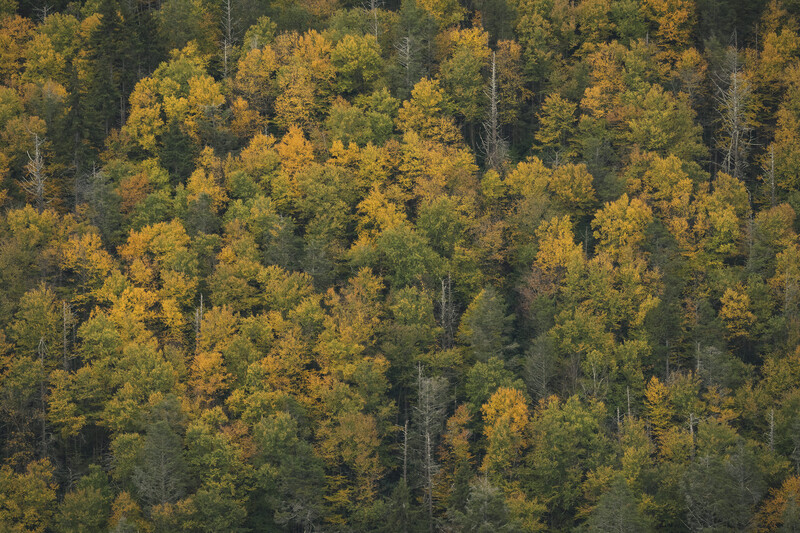 fall colors on a hillside in west virginia