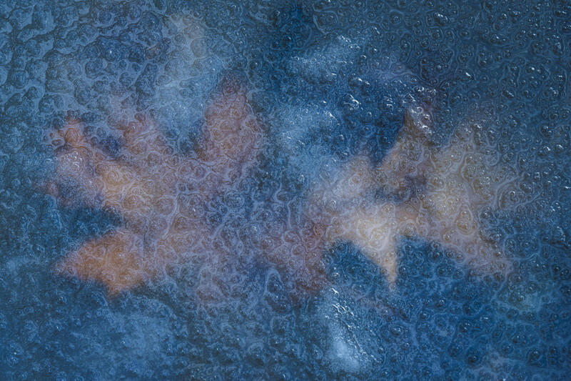 two leaves under the ice