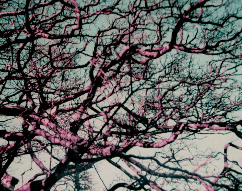 Delicate pink blossoms on dark branches against a pale blue-green sky.