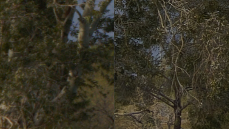 Split-screen comparison of dense forest canopy with different color grading treatments.
