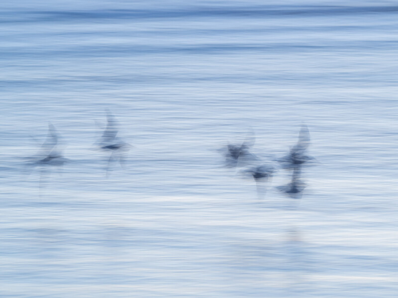 Several birds in flight over water with motion blur creating an abstract effect.