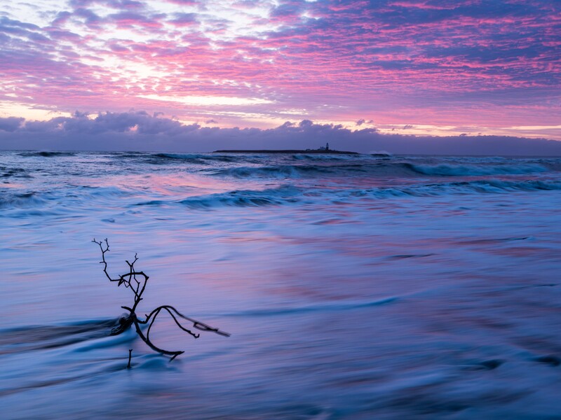 Gnarled driftwood branch in shallow water during vibrant purple and pink sunrise.