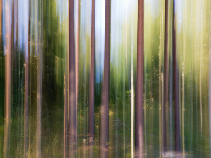 Blurred forest of tall evergreen trees with vertical motion blur effect and warm sunlight filtering through.