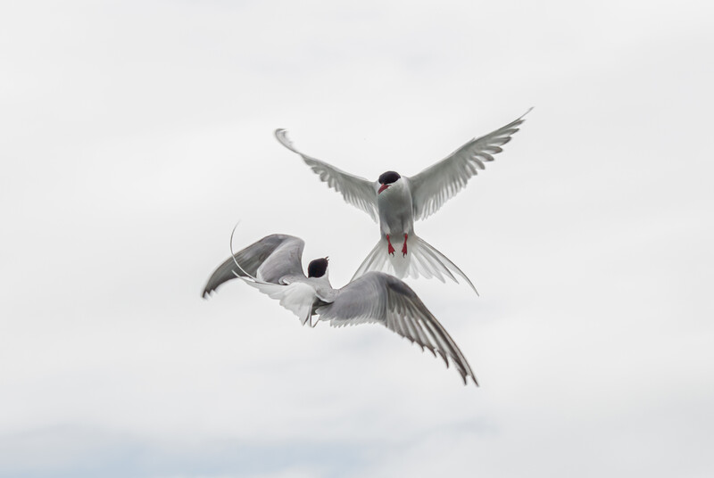 Two terns in flight against an overcast sky, wings spread wide mid-dive or interaction.