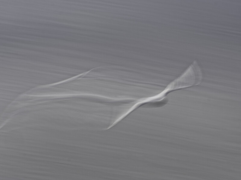 Monochromatic underwater photograph of a translucent jellyfish-like creature with flowing tentacles.