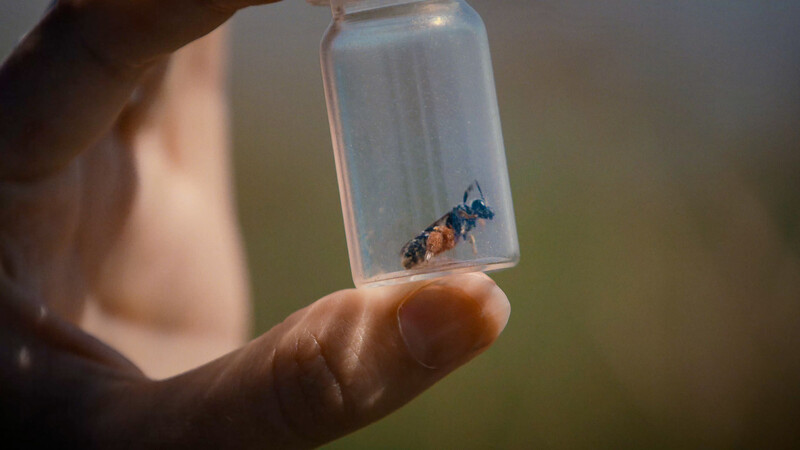 Hand holding a clear glass vial containing two insects against a blurred natural background.
