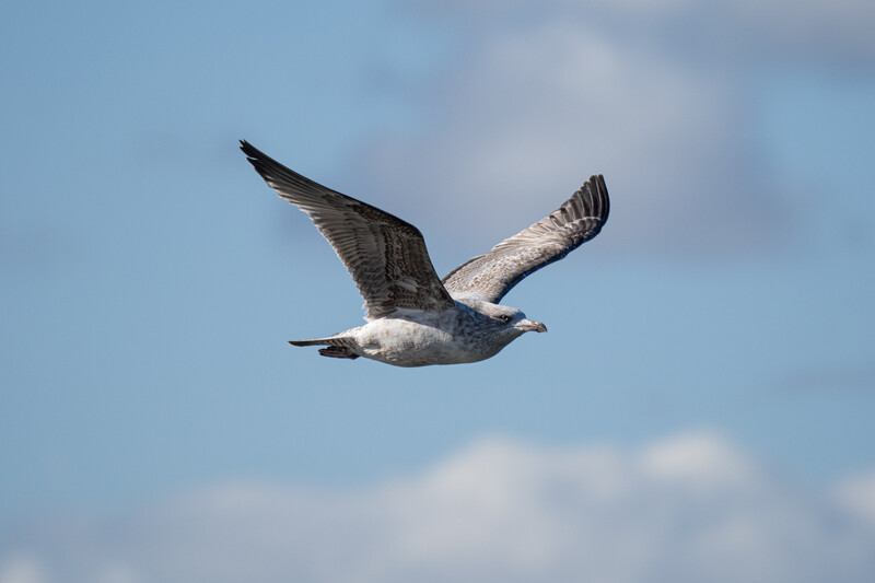 A gull captured mid-flight against a blue sky with white clouds, wings fully extended.
