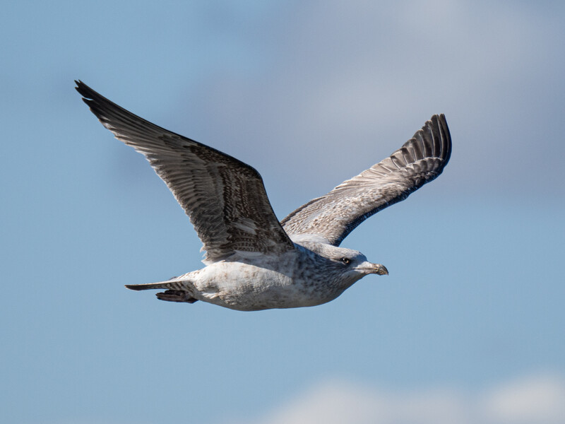 Seagull in flight against a blue sky with wings spread wide.