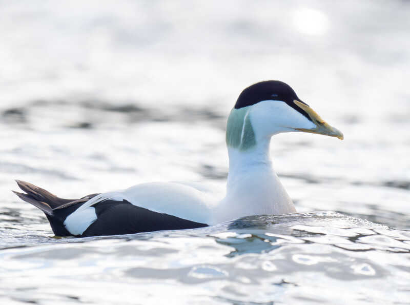 Black and white diving duck floating in shallow ocean waves with soft, overcast lighting.
