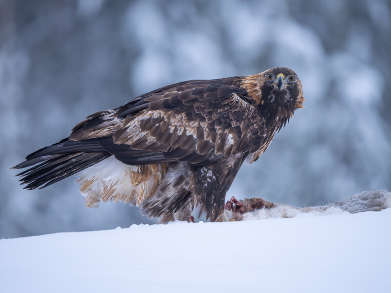 Golden eagle perched in snow with head raised, dark plumage contrasting against white background.