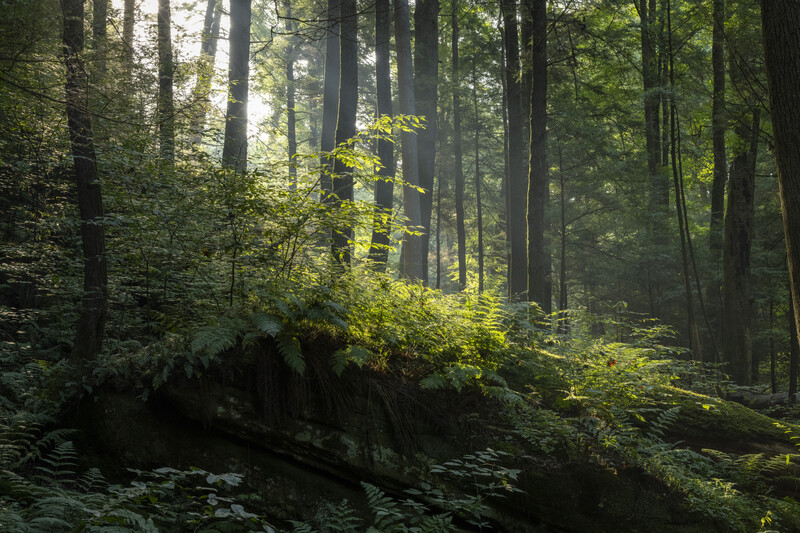 ray of light in the trees in Hocking Hills