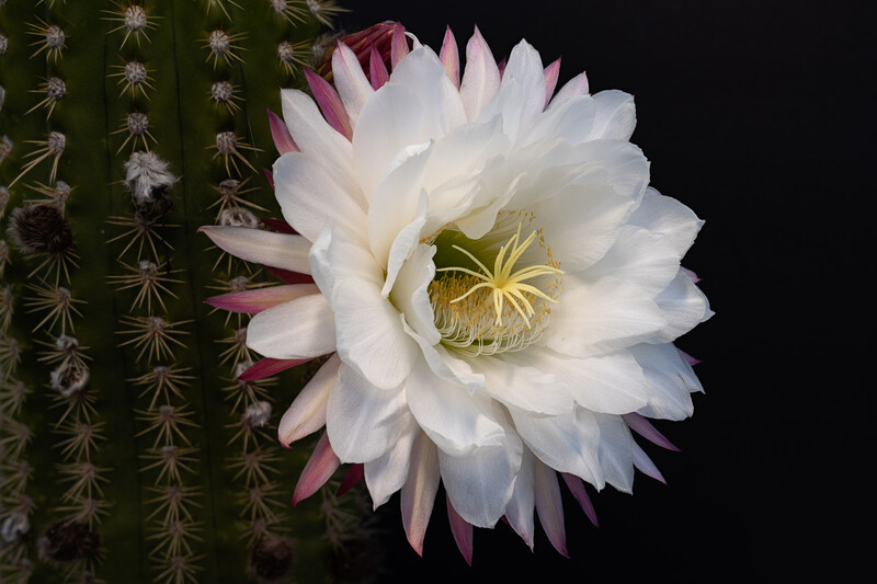 White and pink cactus flower with yellow stamens blooming against dark background next to green spiny stem.