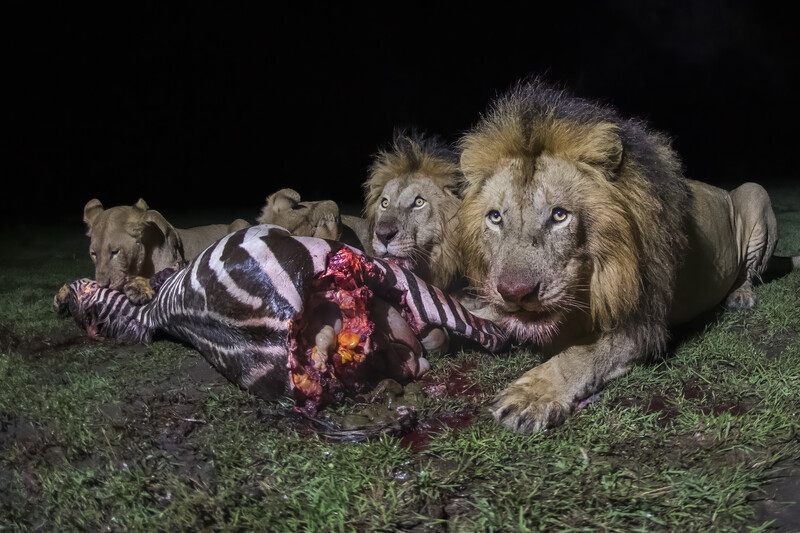 Lions feeding on a zebra carcass at night on grassland.