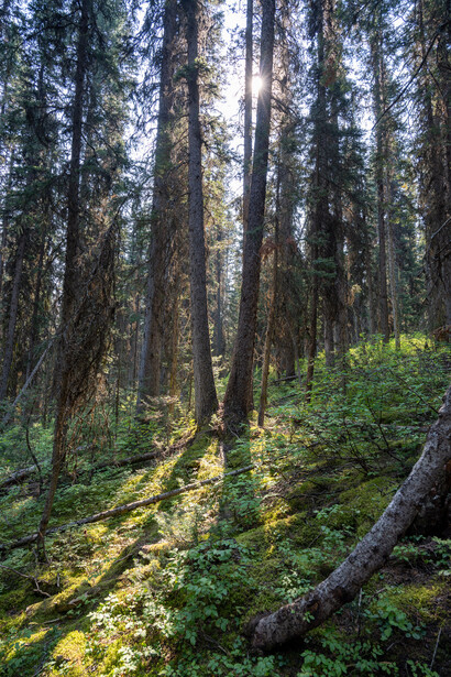 Sunlit coniferous forest with tall trees and moss-covered ground creating dappled light through the canopy.