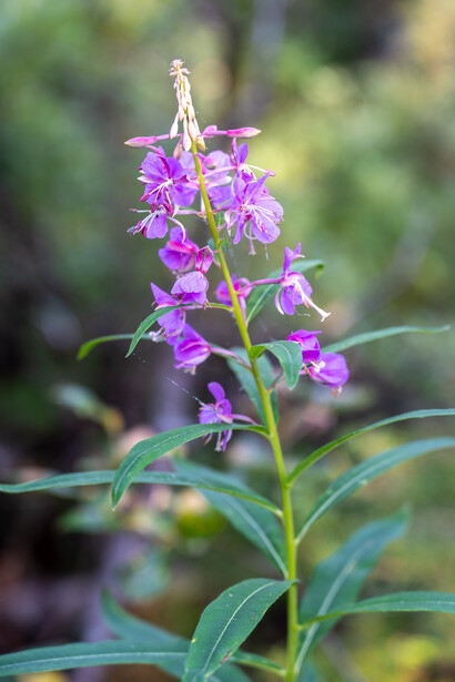 Purple flowers on a tall green stem with elongated leaves against a soft, blurred background.
