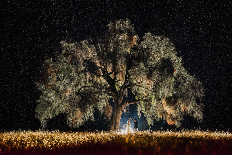 Silhouetted figure standing beneath an illuminated weeping willow tree in a field at night.