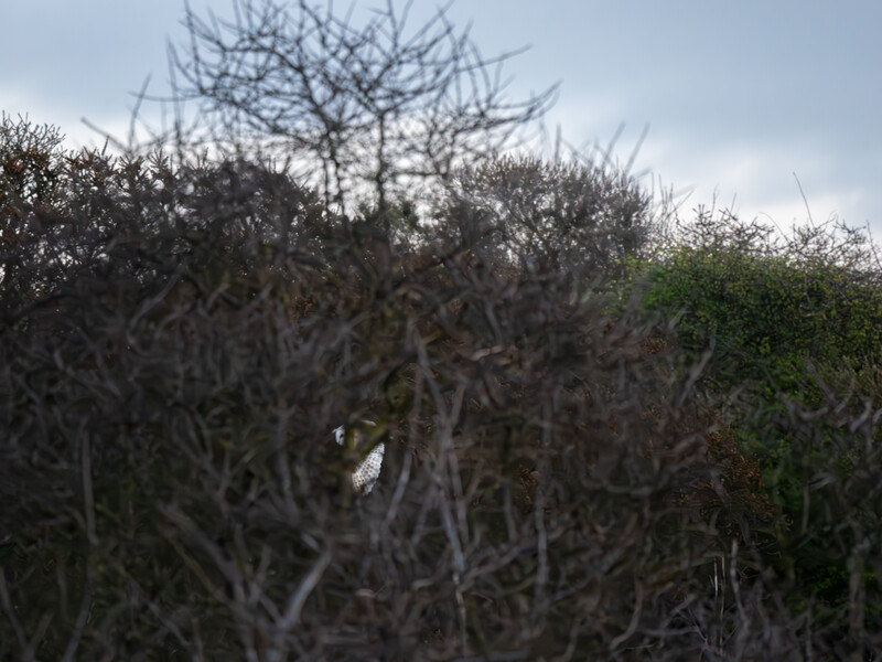 Overgrown vegetation and bare branches against an overcast sky, showing depth of field focus.