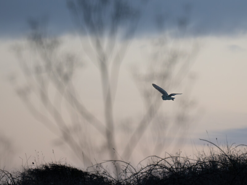 Bird in flight silhouetted against a bare tree and overcast sky.