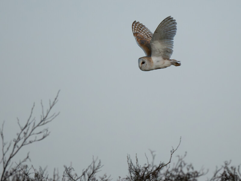 Barn owl in flight above dried brush against overcast sky.
