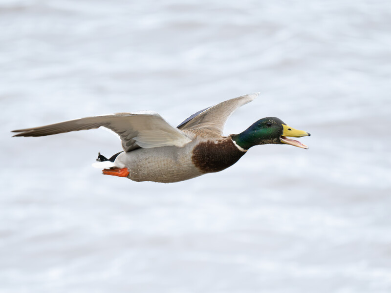 Male mallard duck in flight against blurred water background, wings spread and neck extended.