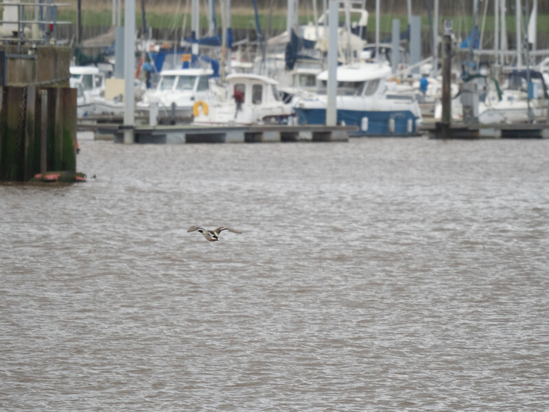 A small bird in flight over calm water with moored sailboats blurred in the background.