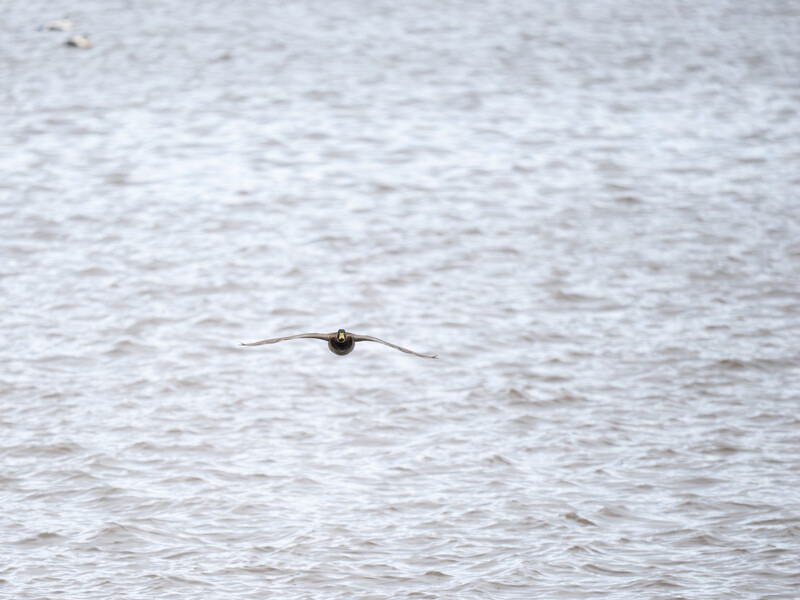 Bird in flight over rippling water with wings spread wide.