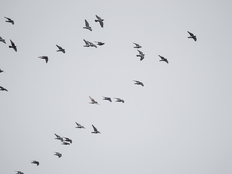 Flock of birds in flight against an overcast gray sky.