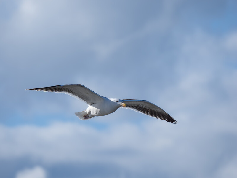 Seagull in flight against a blue sky with white clouds, wings spread wide.