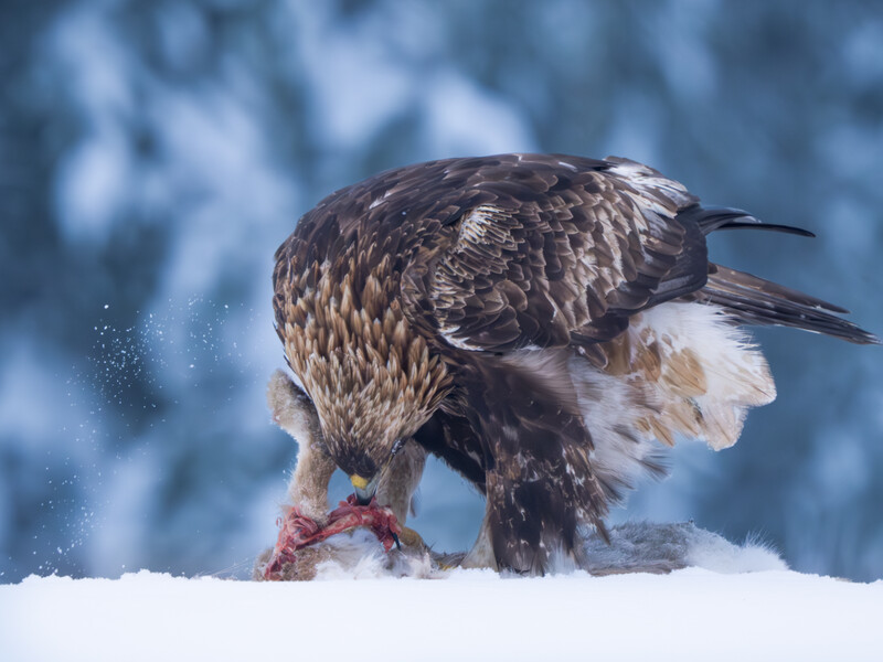 Bald eagle landing in snow with wings spread and talons extended.