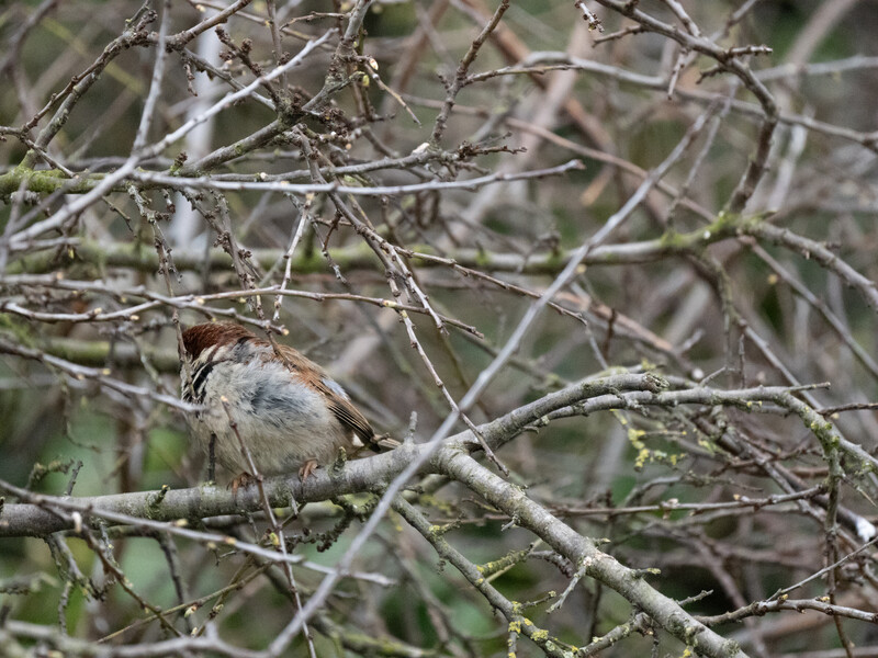 Small brown and gray bird perched on a bare branch among tangled twigs.