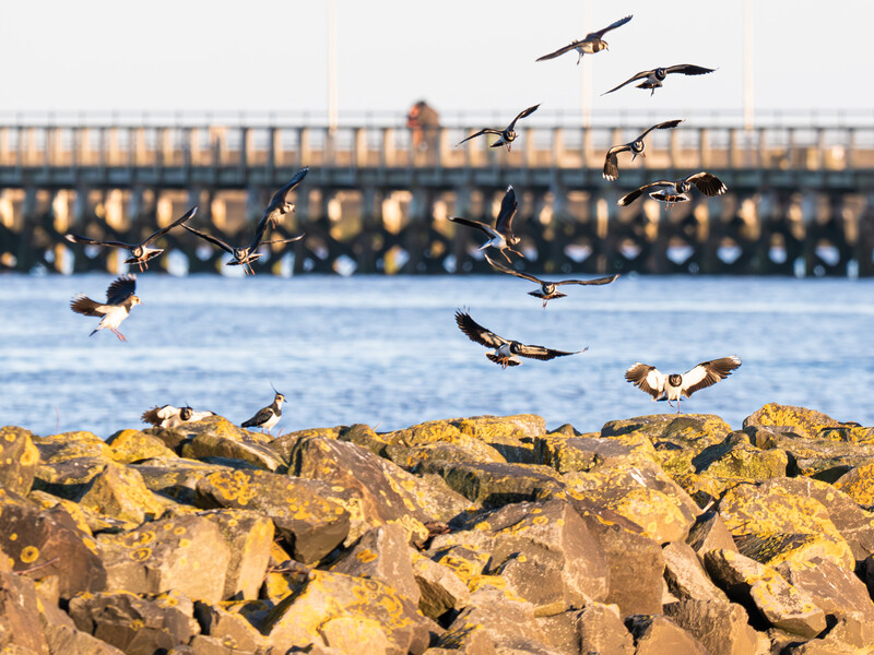 Birds in flight over rocky jetty with industrial pier structure in background.