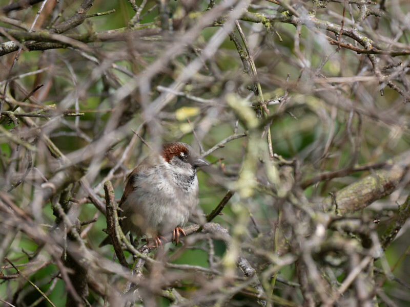 Small brown and white bird perched among dry branches and twigs.