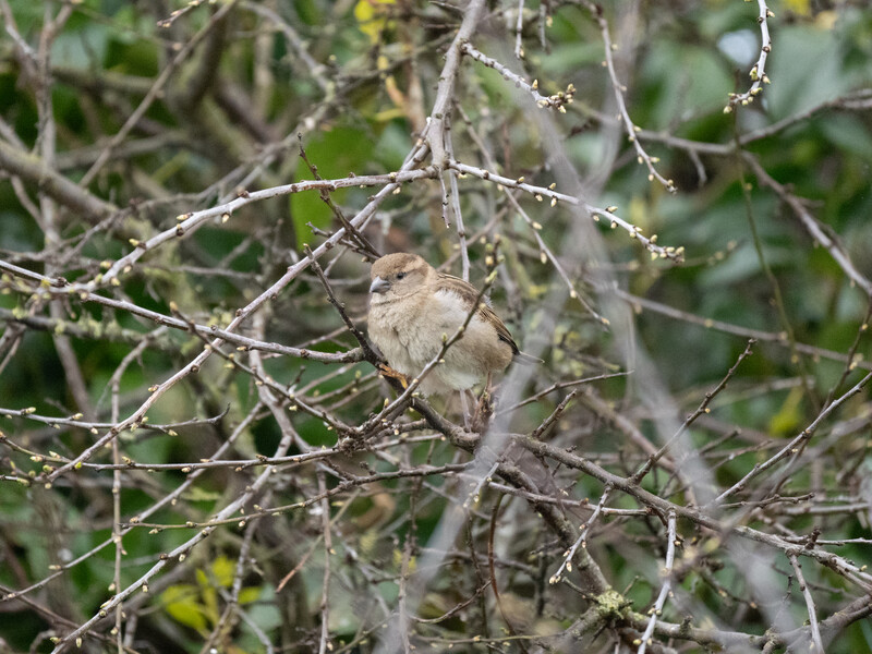 Small brown bird perched among thin gray branches with green foliage in soft focus background.