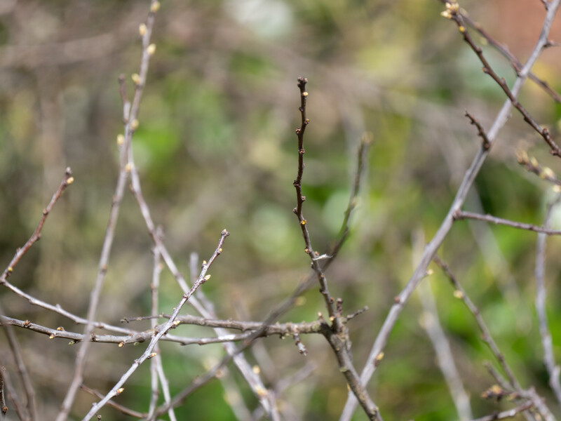 Bare branches with emerging buds against a soft, blurred green background.
