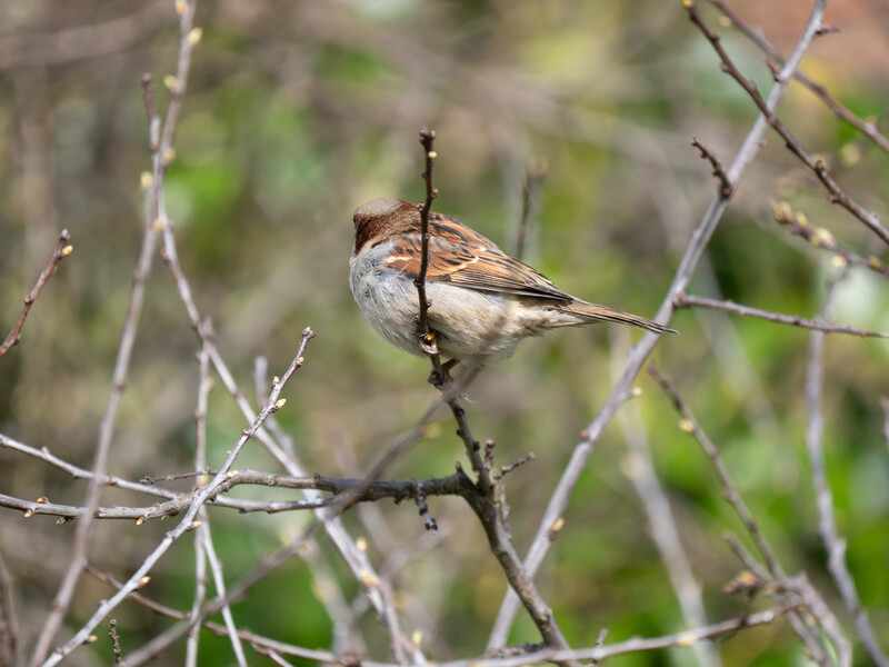 Brown and white bird perched on a thin branch with soft green background.