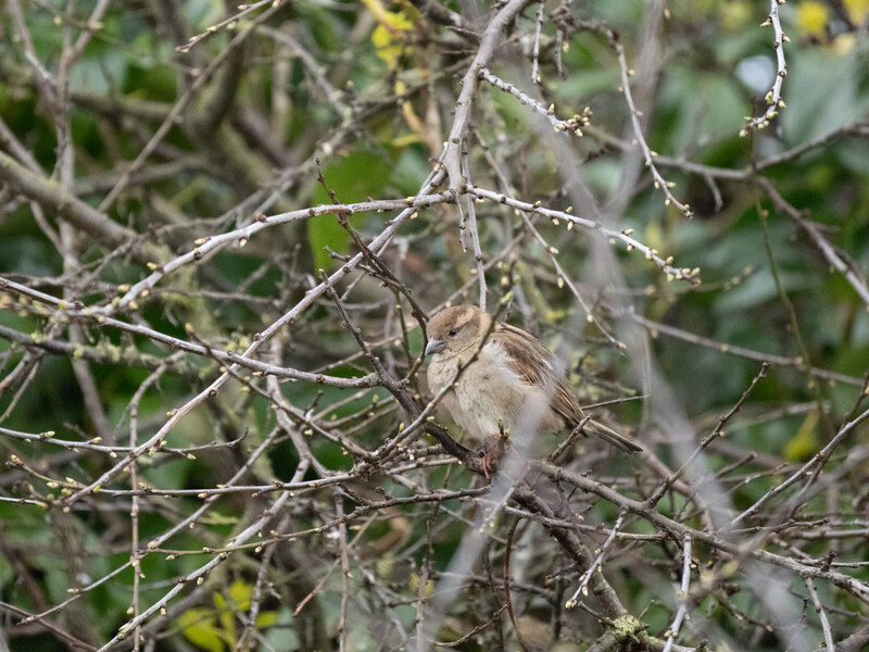 Small bird perched among bare branches with sparse foliage in soft, natural daylight.