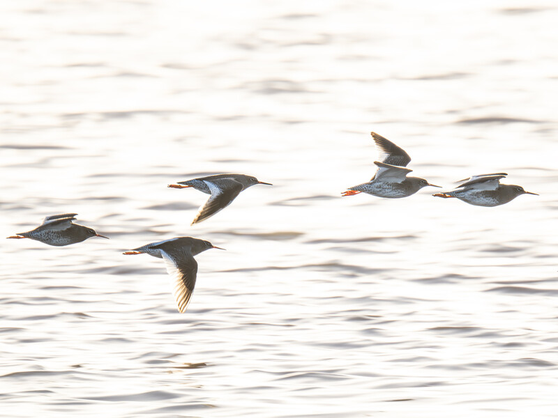 Five shorebirds in flight over rippling water, wings spread mid-motion.