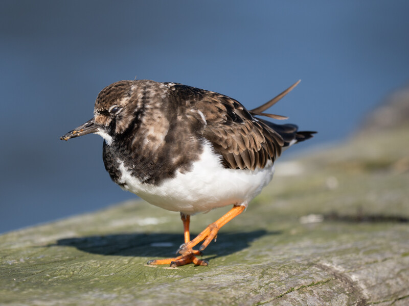 Small shorebird with mottled brown and white plumage standing on a rock, featuring orange legs and a pointed bill.