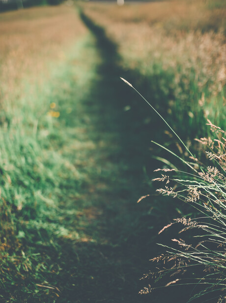 Shallow depth-of-field view of overgrown irrigation ditch with wild grasses in soft focus.