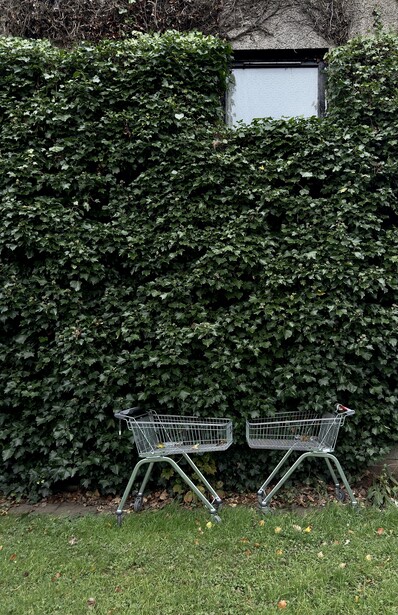 Two empty shopping carts positioned on grass in front of a tall ivy-covered wall with a small window.