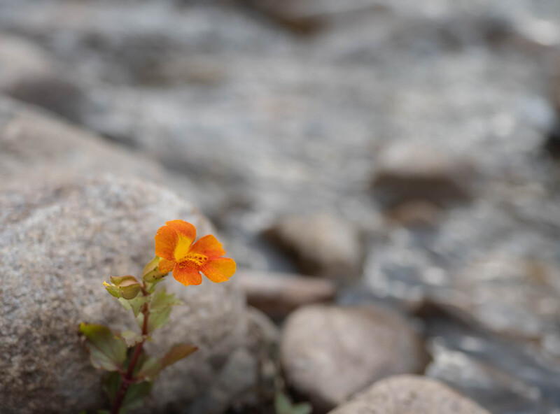 Small orange flower blooming among gray rocks and stone surfaces.
