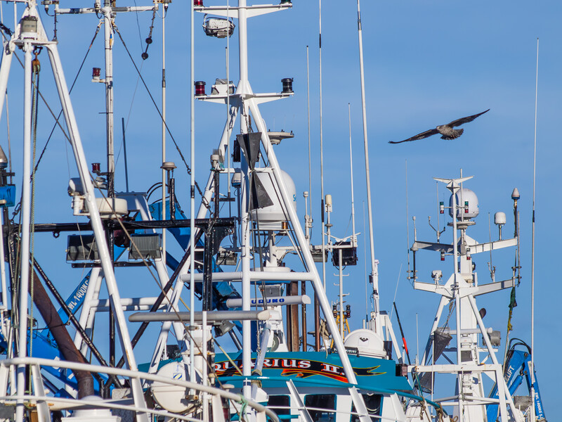 Commercial fishing boats with tall masts and antennas docked at a marina under clear blue sky.
