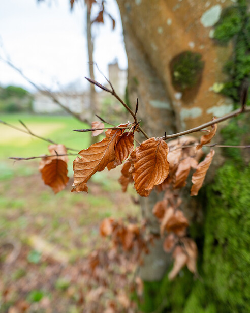 Dried brown leaves and seed pods hanging from a thin branch with soft green background.