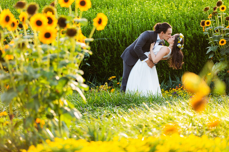 Groom dipping bride during kiss in sunflower field with blooms framing foreground.